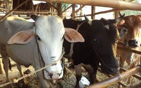 MUI Pekanbaru Ingatkan Syarat Sembelih Hewan Kurban